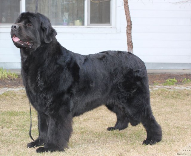 Фото: ньюфаундленд Fantasy (Фентази)