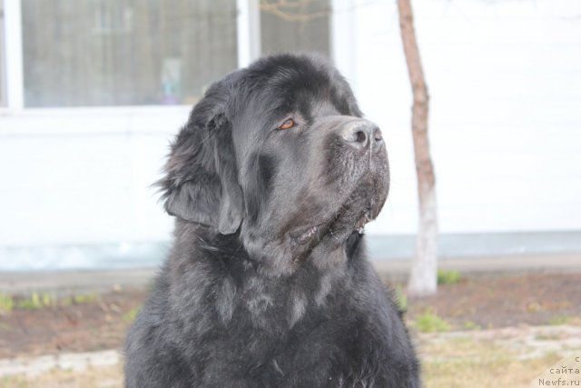 Фото: ньюфаундленд Fantasy (Фентази)