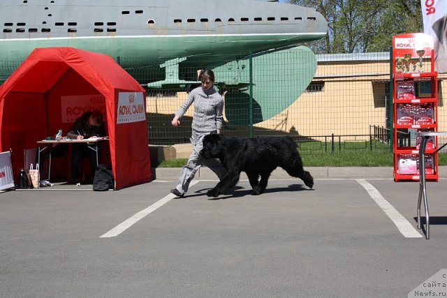 Фото: ньюфаундленд Beguschaya po volnam Russian Hit (Бегущая по волнам Руссиан Хит)