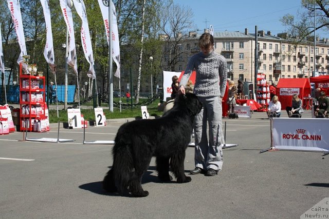 Фото: ньюфаундленд Beguschaya po volnam Russian Hit (Бегущая по волнам Руссиан Хит)