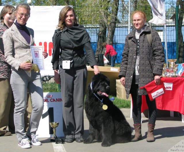 Фото: ньюфаундленд Smigar Galaxsy Shall Win (Смигар Галакси Шелл Вин)