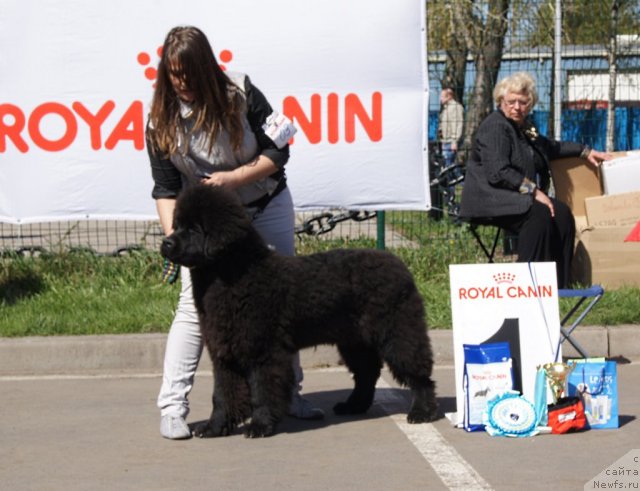 Фото: ньюфаундленд Smigar Gordon Fellow (Смигар Гордон-Феллоу)