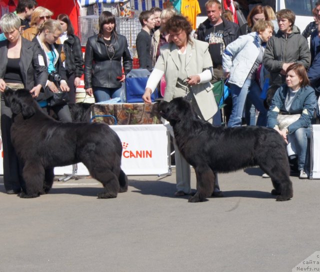 Фото: ньюфаундленд I'm in Love Midnight Bear, ньюфаундленд Tselogo Mira Malo iz Arkaima (Целого Мира Мало из Аркаима)