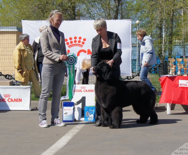 Фото: ньюфаундленд I'm in Love Midnight Bear