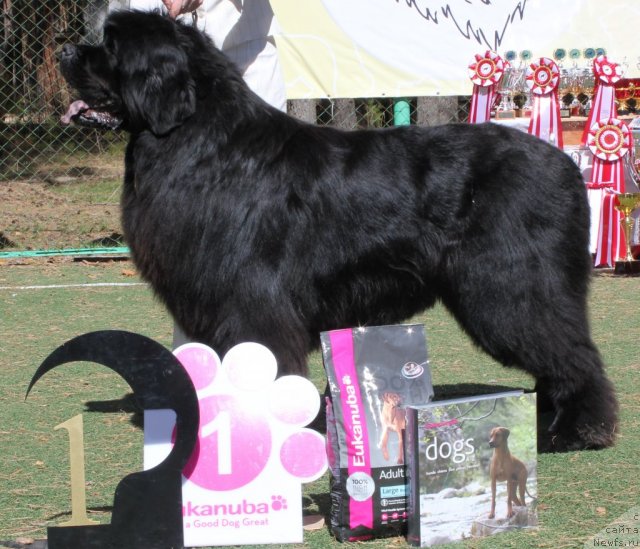 Фото: ньюфаундленд Filipp Gold Star (Филипп Голд Стар)