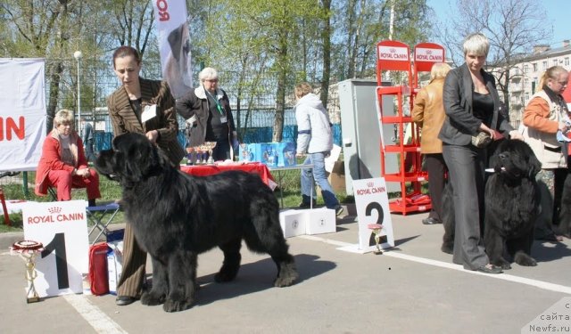 Фото: ньюфаундленд Aquatoriya Kelvin Kilimandzharo (Акватория Келвин Килиманджаро), ньюфаундленд Zholli Wonderfull iz Medvejyego Yara (Жолли Вандерфулл из Медвежьего Яра)