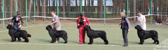 Фото: ньюфаундленд Fantasy (Фентази)