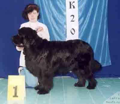 Фото: ньюфаундленд Kodiak v. Trieberg