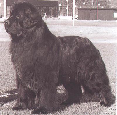 Фото: ньюфаундленд Jehaj Rikard