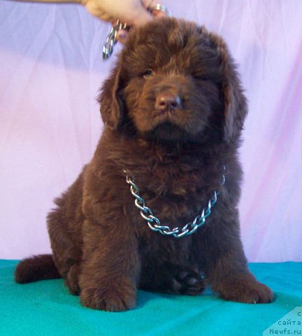 Фото: ньюфаундленд Jarden Obol'stitel' (Жарден Обольститель)