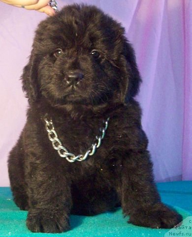 Фото: ньюфаундленд Jelannaya Naslednica (Желанная Наследница)