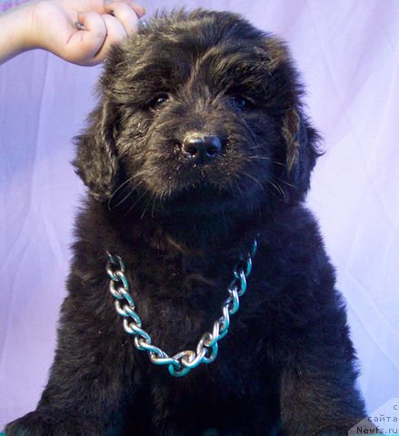 Фото: ньюфаундленд Jemchujnaya Skazka (Жемчужная Сказка)