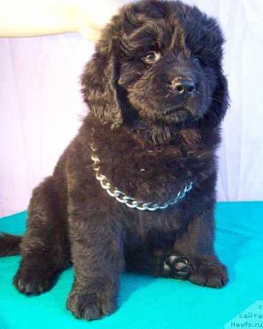 Фото: ньюфаундленд Jivaya Legenda (Живая Легенда)