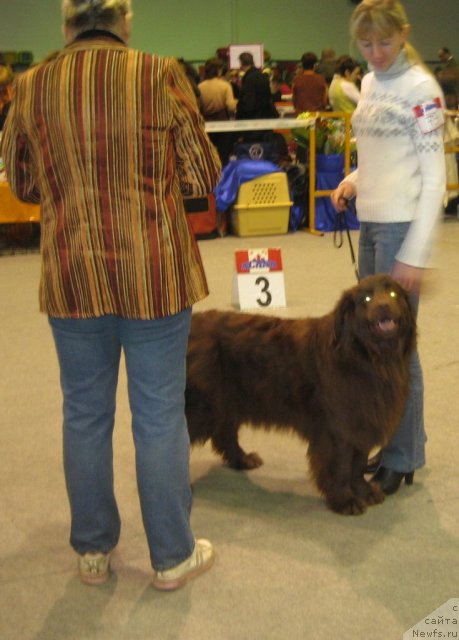 Фото: ньюфаундленд YUrmala (Юрмала)