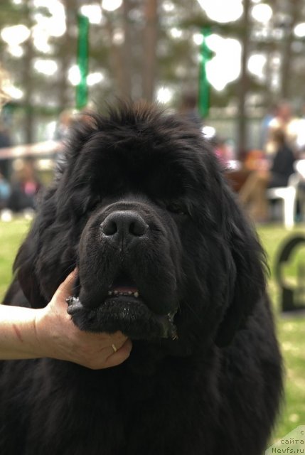 Фото: ньюфаундленд King of Helluland I'm Precious