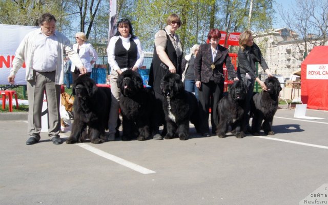 Фото: ньюфаундленд Cayuga Mescalero, ньюфаундленд Smigar Nansen Neustrashimy (Смигар Нансен Неустрашимый), ньюфаундленд Smigar Shalovlivy Medved (Смигар Шаловливый Медведь), ньюфаундленд B'yanka Sed'moe CHudo Sveta (Бьянка Седьмое Чудо Света), ньюфаундленд Smigar Nimfeya Neotrazimaya (Смигар Нимфея Неотразимая)
