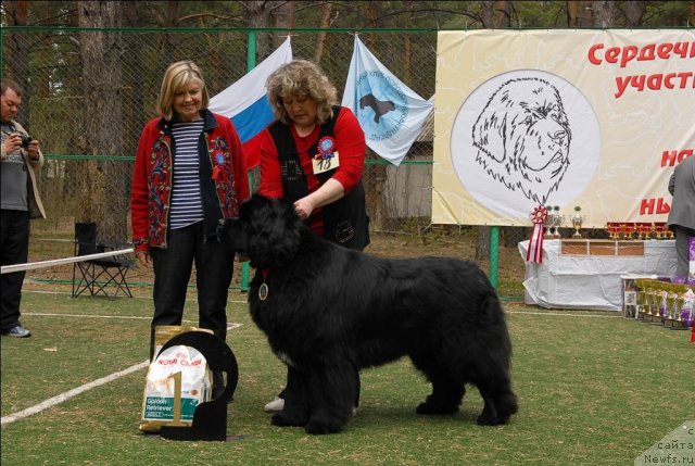 Фото: ньюфаундленд King of Helluland I'm Precious