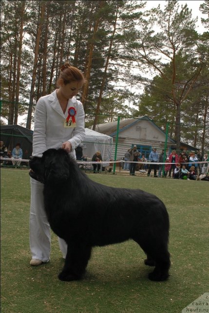 Фото: ньюфаундленд Aquatoriya Kelvin Zolotoy Medved (Акватория Келвин Золотой Медведь)