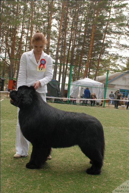 Фото: ньюфаундленд Aquatoriya Kelvin Zolotoy Medved (Акватория Келвин Золотой Медведь)