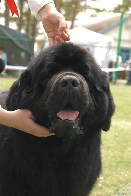 Фото: ньюфаундленд Aquatoriya Kelvin Zolotoy Medved (Акватория Келвин Золотой Медведь)