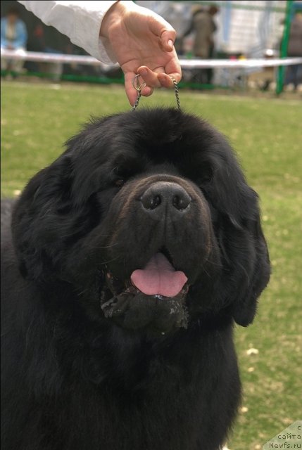 Фото: ньюфаундленд Aquatoriya Kelvin Zolotoy Medved (Акватория Келвин Золотой Медведь)