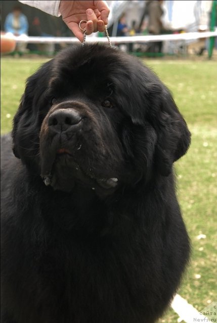 Фото: ньюфаундленд Aquatoriya Kelvin Zolotoy Medved (Акватория Келвин Золотой Медведь)