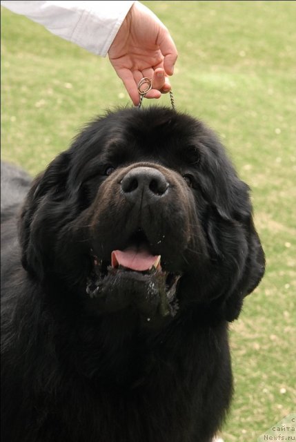Фото: ньюфаундленд Aquatoriya Kelvin Zolotoy Medved (Акватория Келвин Золотой Медведь)