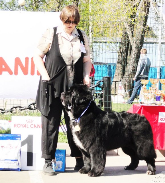 Фото: ньюфаундленд Smigar Shalovlivy Medved (Смигар Шаловливый Медведь)