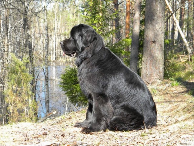 Фото: ньюфаундленд Aquatoriya Kelvin Kadril (Акватория Келвин Кадриль)