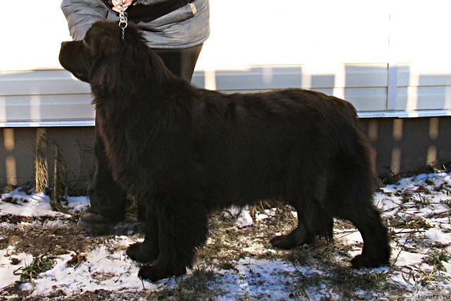 Фото: ньюфаундленд Vikontessa iz Medvejyego Yara (Виконтесса из Медвежьего Яра)