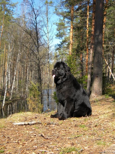 Фото: ньюфаундленд Aquatoriya Kelvin Kadril (Акватория Келвин Кадриль)