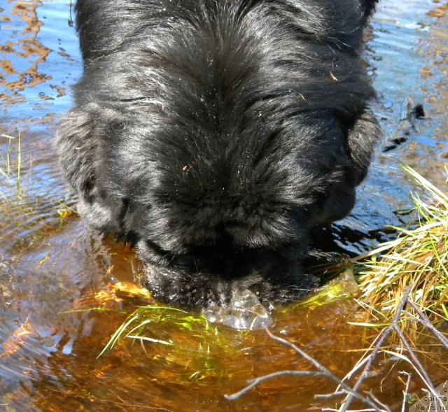 Фото: ньюфаундленд Aquatoriya Kelvin Kadril (Акватория Келвин Кадриль)