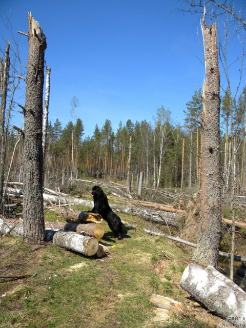 Фото: ньюфаундленд Aquatoriya Kelvin Kadril (Акватория Келвин Кадриль)