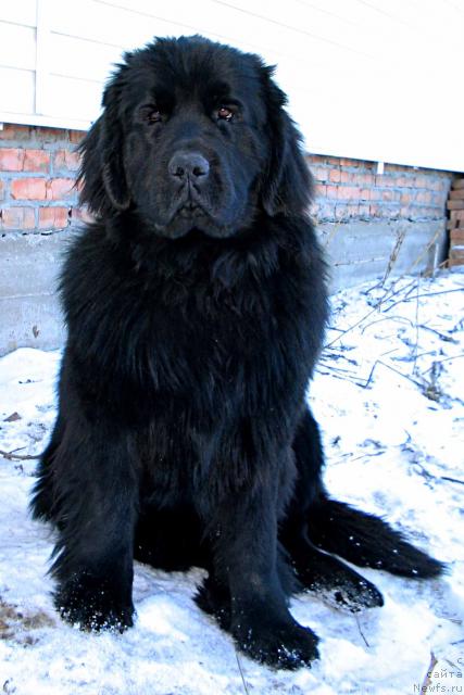 Фото: ньюфаундленд Vikontessa iz Medvejyego Yara (Виконтесса из Медвежьего Яра)