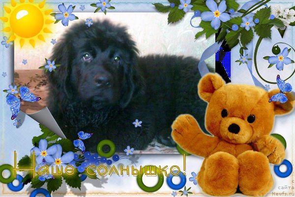 Фото: Щенок, ньюфаундленд Velikiy Medved' Zagadka (Великий Медведь Загадка), ньюфаундленд Atlant Byest (Атлант Бэст)