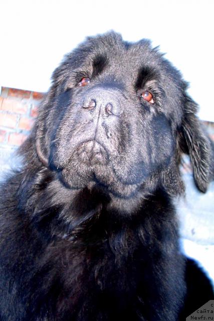 Фото: ньюфаундленд Vikontessa iz Medvejyego Yara (Виконтесса из Медвежьего Яра)