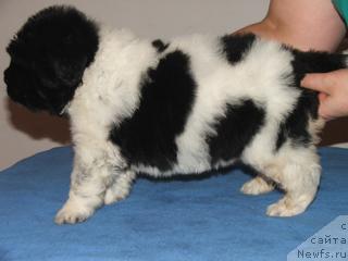 Фото: ньюфаундленд Plyushevaya Panda Ledi Gamil'ton (Плюшевая Панда Леди Гамильтон)