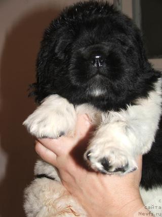 Фото: ньюфаундленд Plyushevaya Panda Ledi Gamil'ton (Плюшевая Панда Леди Гамильтон)