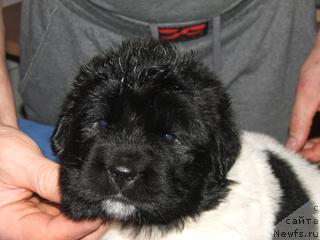 Фото: ньюфаундленд Plyushevaya Panda Ledi Gamil'ton (Плюшевая Панда Леди Гамильтон)