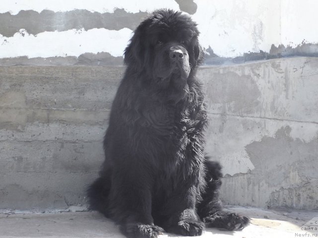 Фото: ньюфаундленд Super Premium Ameliya YEkshen (Супер Премиум Амелия Экшен)