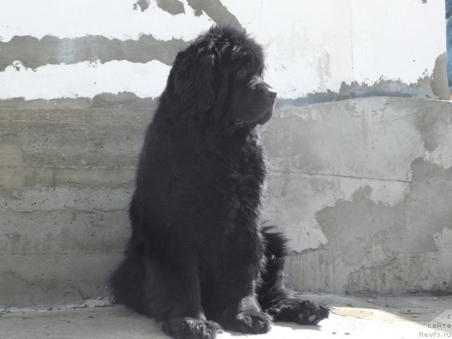 Фото: ньюфаундленд Super Premium Ameliya YEkshen (Супер Премиум Амелия Экшен)