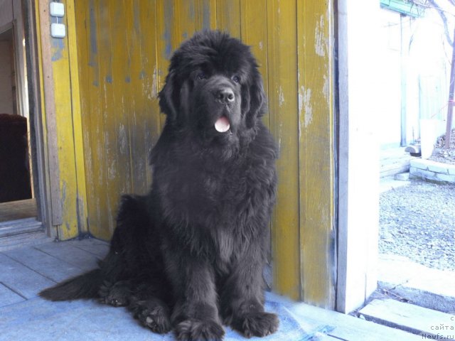 Фото: ньюфаундленд Super Premium Ameliya YEkshen (Супер Премиум Амелия Экшен)