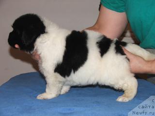 Фото: ньюфаундленд Plyushevaya Panda La Bella (Плюшевая Панда Ла Белла)