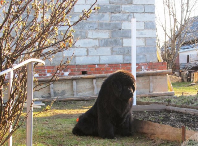 Фото: ньюфаундленд Ih Vyisochestvo Vladlena Madjiks (Их Высочество Владлена Маджикс)