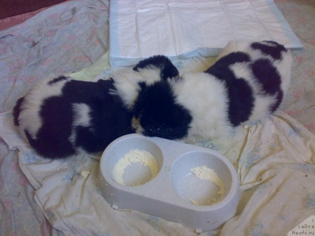 Фото: Alevtina Batyan (Алевтина Батян)