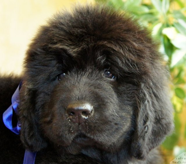 Фото: Piternyuf El Dorado 2 месяца