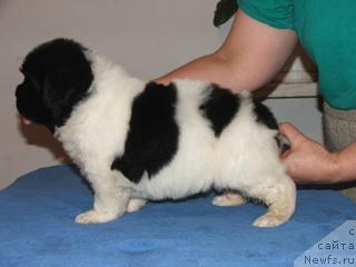 Фото: ньюфаундленд Plyushevaya Panda La Bella (Плюшевая Панда Ла Белла)