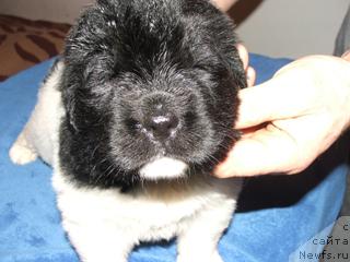 Фото: ньюфаундленд Plyushevaya Panda La Bella (Плюшевая Панда Ла Белла)