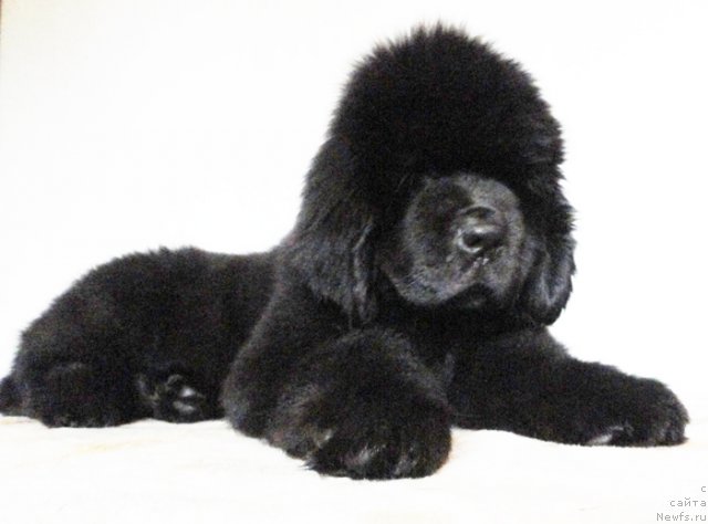 Фото: ньюфаундленд Beguschaya po Volnam Dancing Queen (Бегущая по Волнам Дансинг Квин)