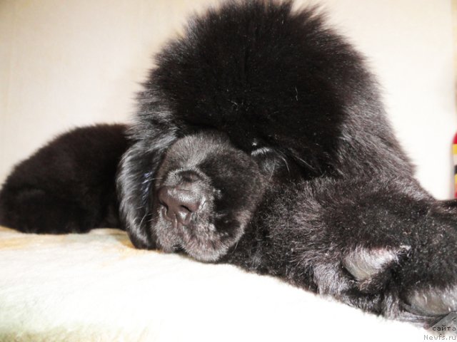 Фото: ньюфаундленд Beguschaya po Volnam Dancing Queen (Бегущая по Волнам Дансинг Квин)